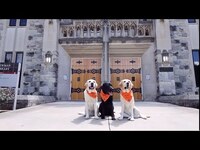 Thumbnail for The VT Therapy Dogs Visit the Studios